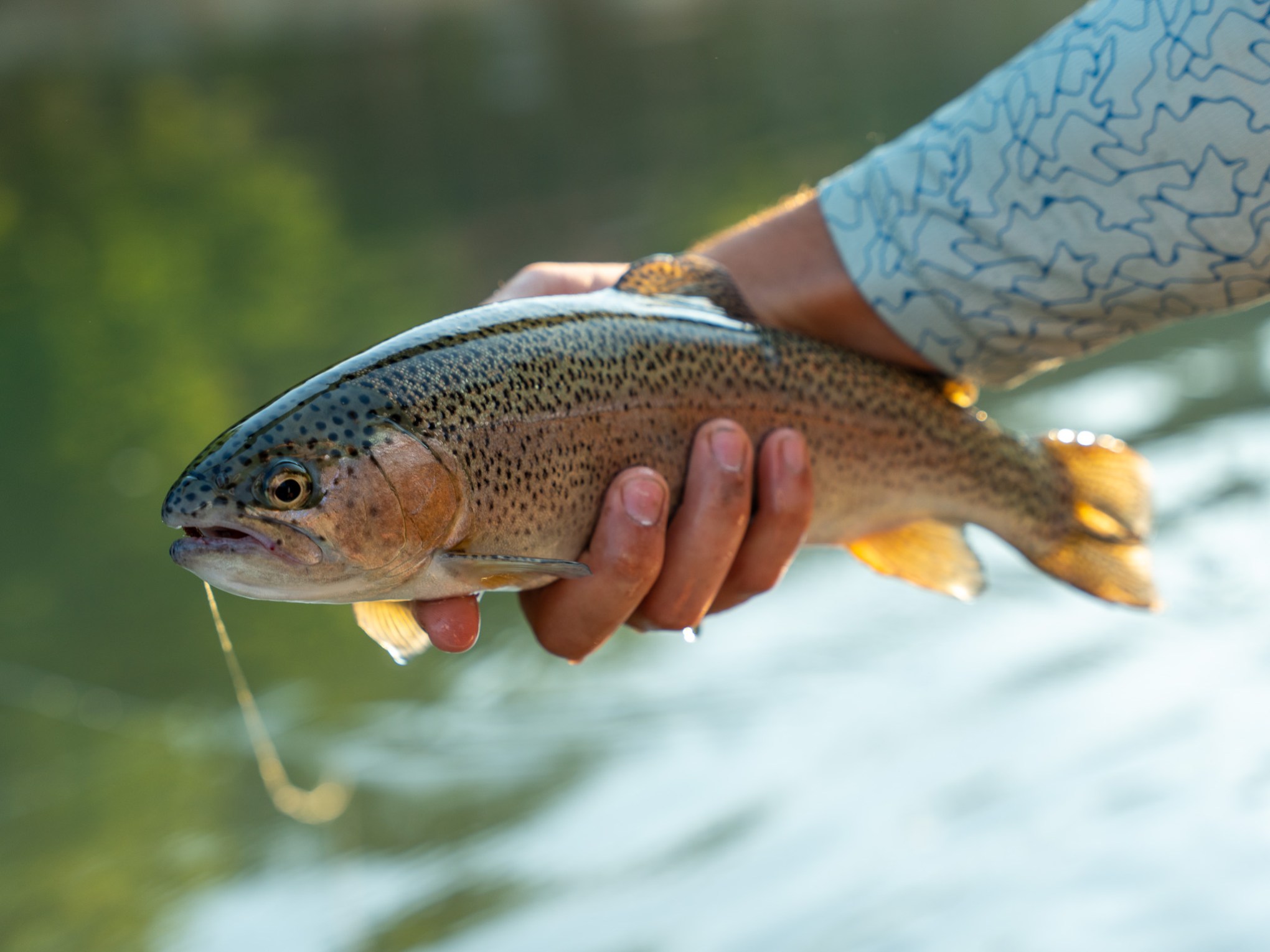 Person holding a trout fish above water surface with one hand.
